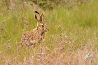 Zajic ibersky - Lepus granatensis - Iberian Hare 4430